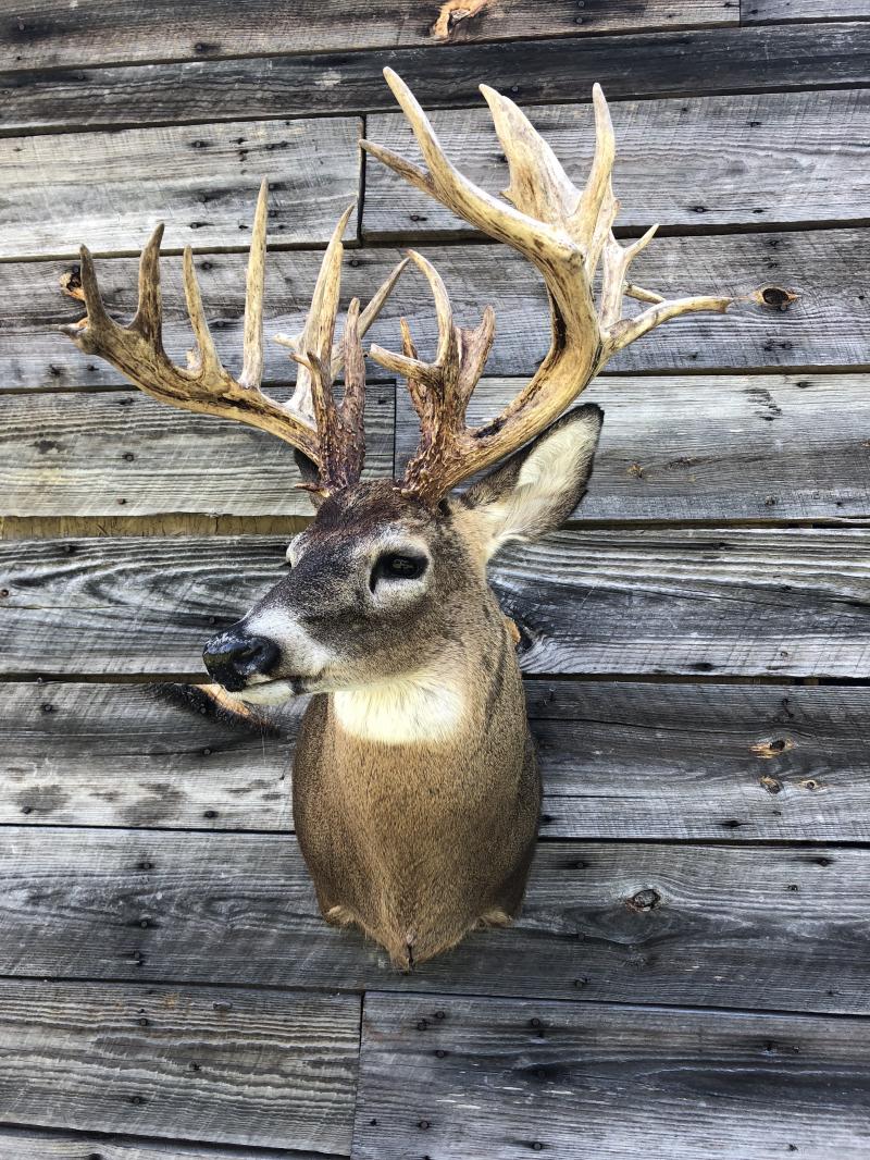 Whitetail deer trophy mount — Brought To Life Taxidermy