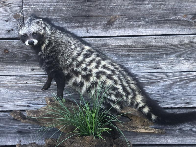 Trophy mounts displayed in the shop — Brought To Life Taxidermy